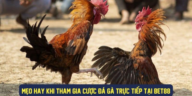 Mẹo hay cược đá gà trực tiếp Bet88